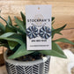 HOWLET CONCHO POST EARRINGS